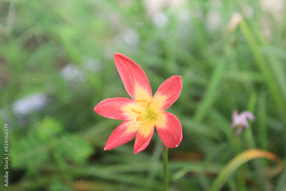 Red clay lotus or Thai lily Red clay lotus or Thai lily