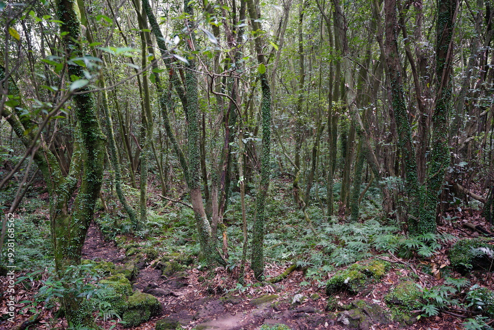 Fototapeta premium mossy trees and rocks in old forest 