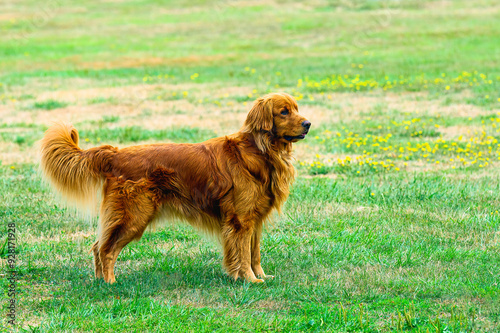 2024-08-13 A PROFILE SHOT OF A ADULT GOLDENRETRIEVER STANDING IN A GRASS FIELD IN MEDINA WASHINGTON