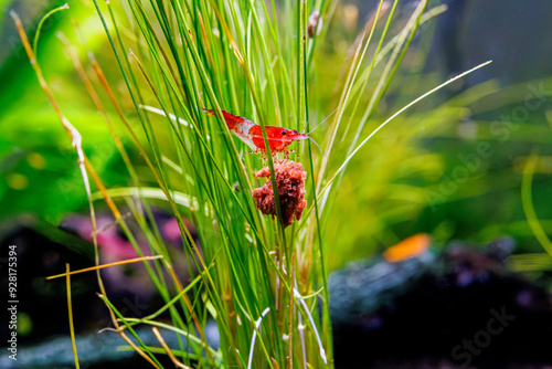 Cherry Rili shrimp eating on top of grass on a planted aquarium.