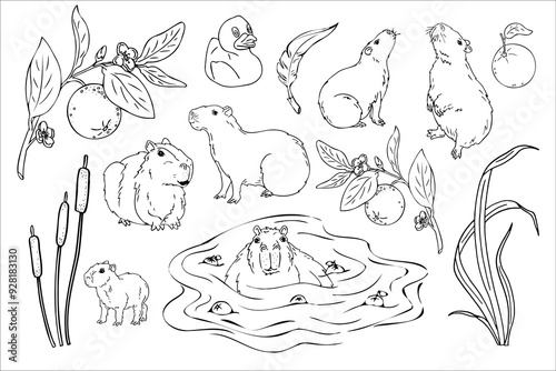 Capybara doodle set, capybara on a natural lake and reeds, orange branches Adult and baby capybara. Graphics, hand drawing, animal coloring.