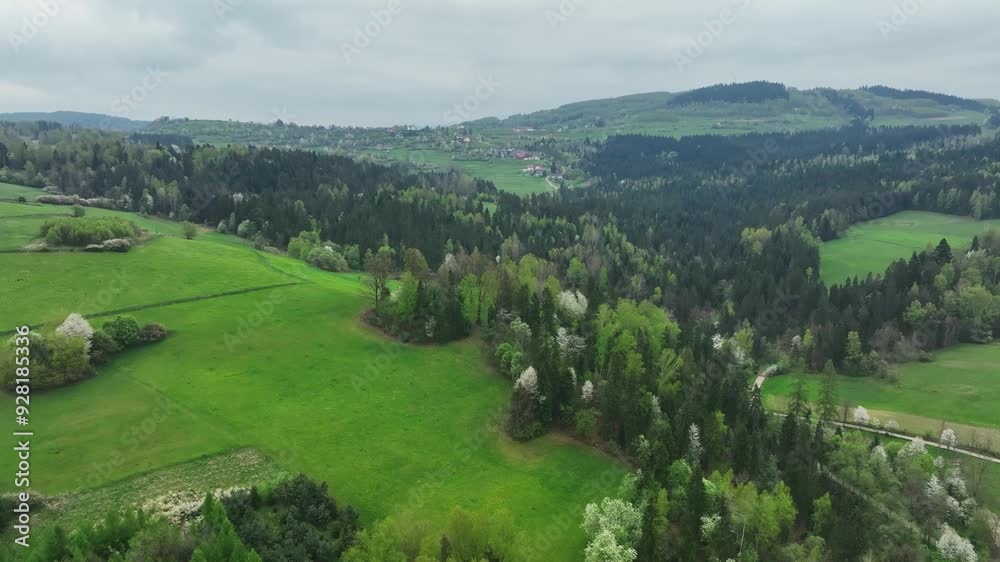 Vibrant greenery and dense foliage of a beautiful woodland stretching across hilly countryside Vibrant greenery and dense foliage of a beautiful woodland stretching across hilly countryside