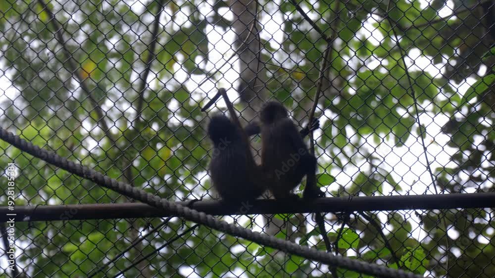 Spider monkey primate mammal in captivity, young animal at zoo, cage habitat