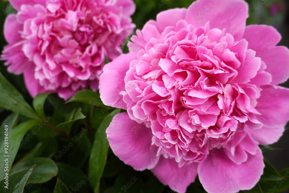lush peonies bloom in the garden, summer nature. gardening. floral background. lush peonies bloom in the garden, summer nature. gardening. floral background.