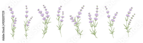 Set of lavender flowers elements. Collection of lavender flowers on a white background. Vector illustration bundle.