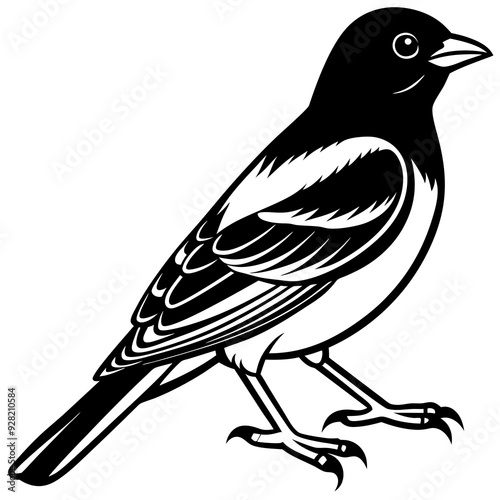 Oriole bird silhouette vector illustration on white background 