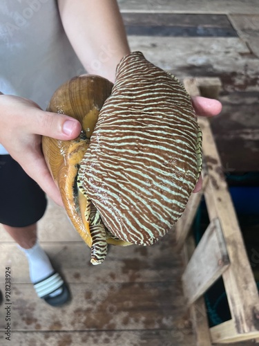 Kilim Geoforest Park Mangrove Tour Langkawi Malaysia photo