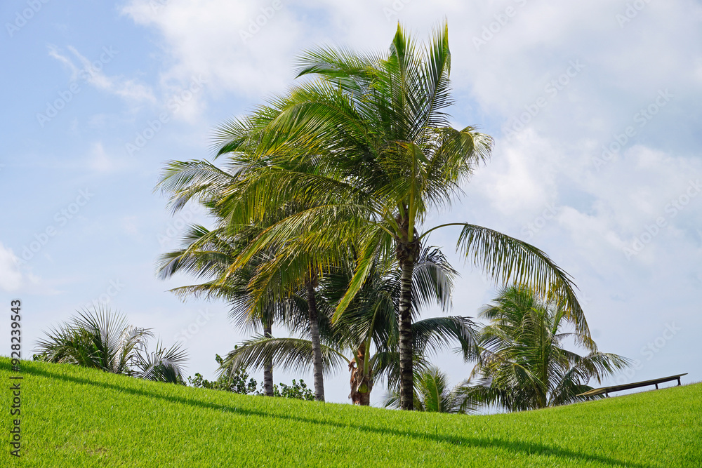 Coconut trees on green lawn with blue sky and white clouds. Beautiful scenery Coconut trees on green lawn with blue sky and white clouds. Beautiful scenery