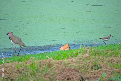 southern lapwing and solitary sandpiper photo