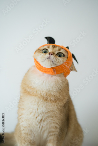 close up gold british cat with wearing pumpkin halloween concept