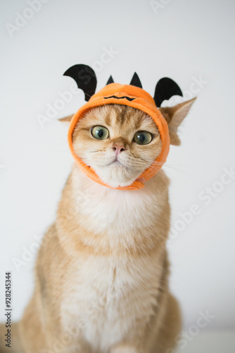 close up gold british cat with wearing pumpkin halloween concept