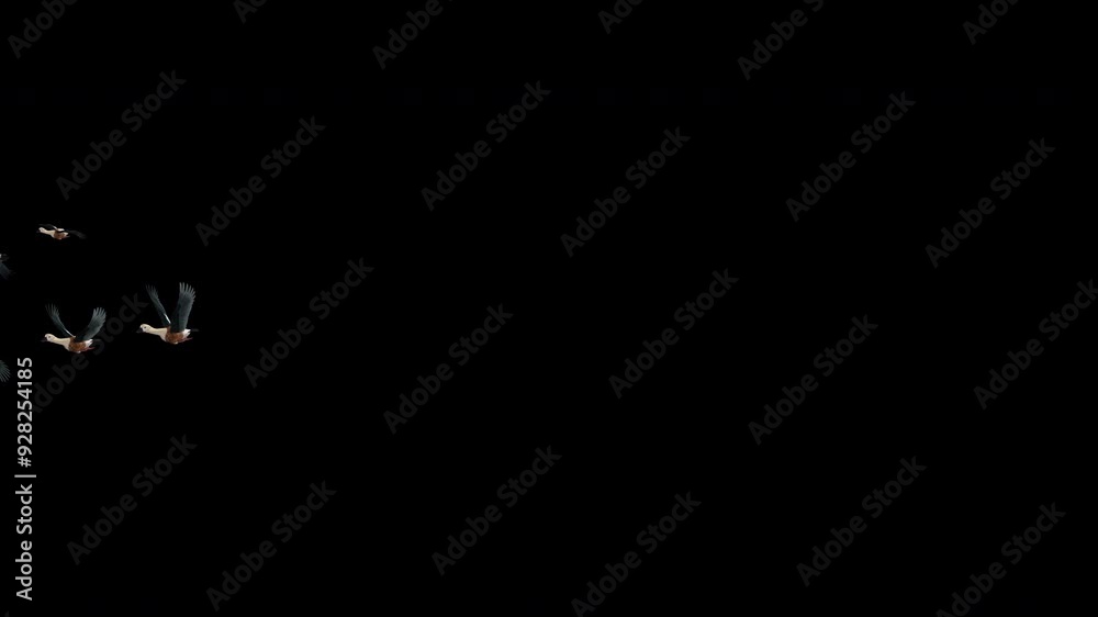 Wedge of 7 Orinoco Geese - Flock of Seven Wild Waterfowl Birds - South American Nature Animal - Flying Transition - Front Angle LS MS - Alpha Channel - 4K UHD 3D animation on transparent background Wedge of 7 Orinoco Geese - Flock of Seven Wild Waterfowl Birds - South American Nature Animal - Flying Transition - Front Angle LS MS - Alpha Channel - 4K UHD 3D animation on transparent background