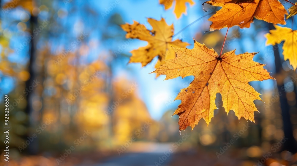 Autumn background with maple leaves and bokeh,Fall blurred background, Yellow and red maple leaves are flying and falling down. Autumnal landscape.water drop on leaf,space for text. Autumn background with maple leaves and bokeh,Fall blurred background, Yellow and red maple leaves are flying and falling down. Autumnal landscape.water drop on leaf,space for text.