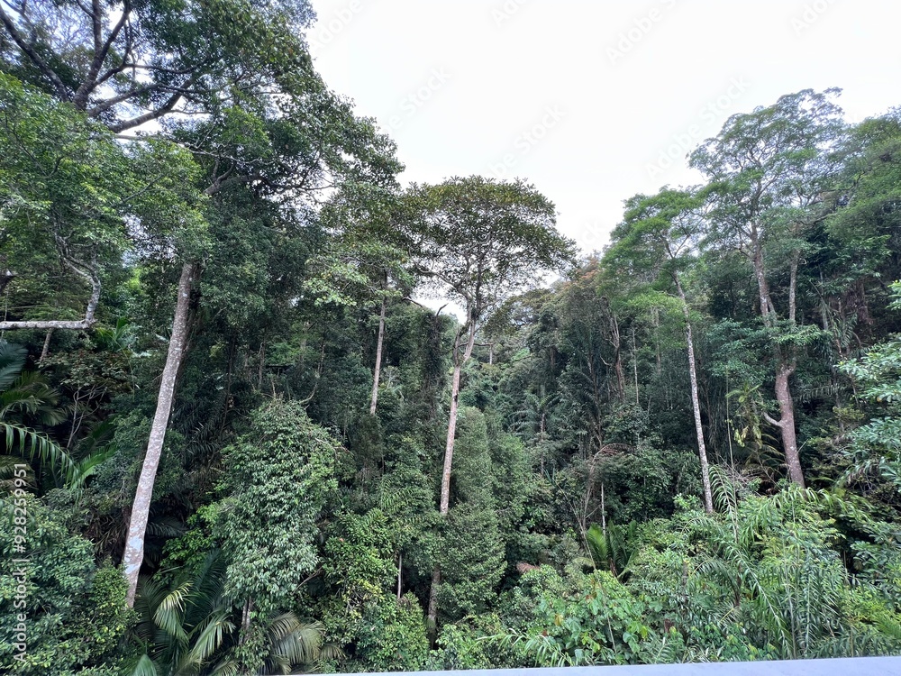 Fototapeta premium The Habitat Penang Hills Georgetown Malaysia