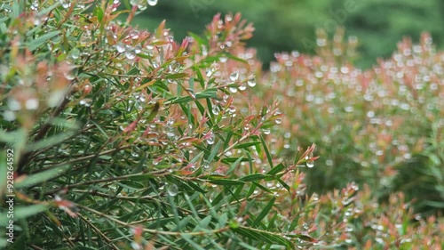 Foliage Coniferous or Pink Ellwood's Gold. Pine leaves, tea tree, herb. With rain drop. photo