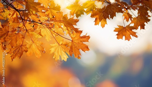 Beautiful maple leaves in autumn sunny day in foreground