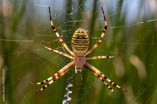 Argiope bruennichi. Tiger spider on its web among vegetation.