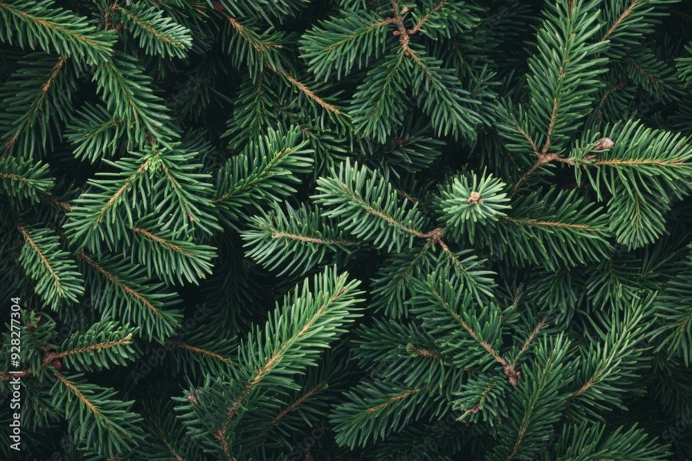 Christmas background of pine branches Christmas background of pine branches