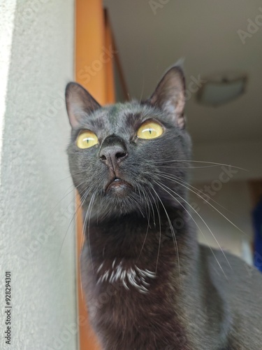 The cat, frozen in a moment of predatory grace