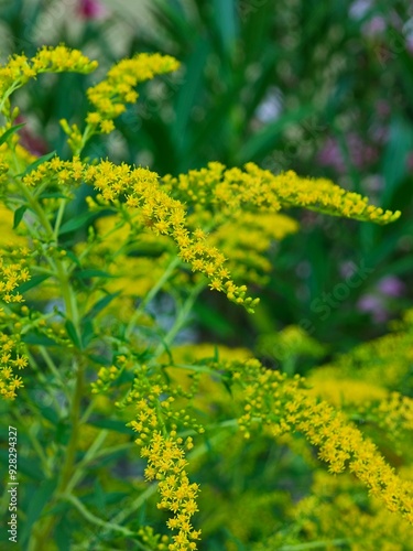 Solidago decurrens is a plant with a very specific peculiarity: it takes care of its own beauty without anyone needing to. That is why is so beautiful.