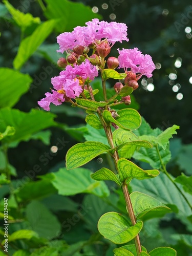 A single picture can illustrate the beauty of the nature without any doubt. I like purple color