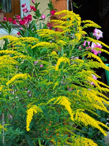 There is something magic in the beauty of simple things likes flowers. Magic Is in the air