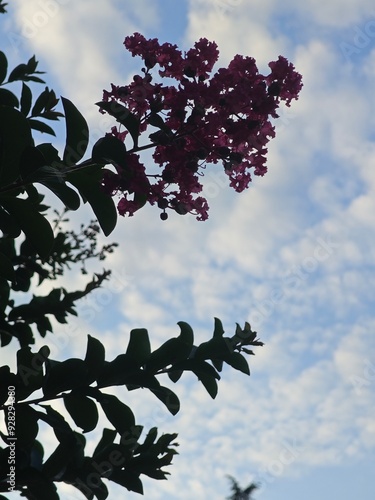 In the morning sky there is something magic that accompany my hole day and that is calm