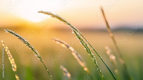 Fresh green grass with sparkling water droplets in the morning, ideal for nature backgrounds