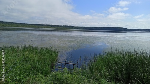 Fishing on the shore of a lake overgrown with reeds