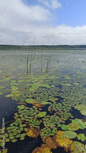 Lake shore overgrown with water lilies and reeds on a bright day