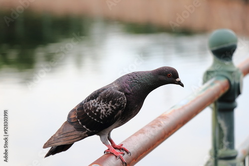 池の柵に止まってこちらを伺う鳩