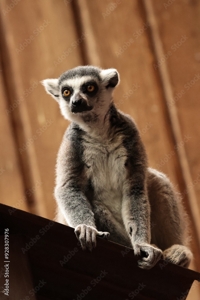 Fototapeta premium ring tailed lemur sitting on the crossbar
