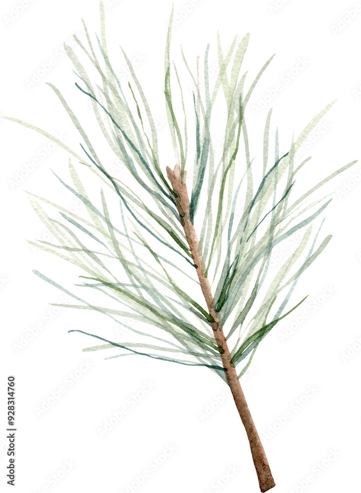 Obraz premium Watercolor Pine branch. Hand drawn botanical elements isolated on white.