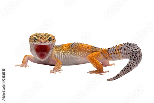 Eublepharis macularius wild type female closeup on isolated background,  Leopard gecko 