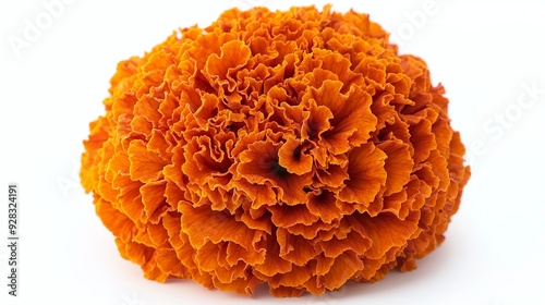 A detailed image of a single marigold flower with vibrant orange petals, isolated on a white background