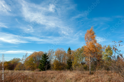 A scenic view of mountain peaks under the sun on a forest ridge on a mountainside with golden aspens and bright autumn colors creating a virtual color palette.