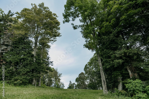 Beautiful view of mountain with trees under sky photo