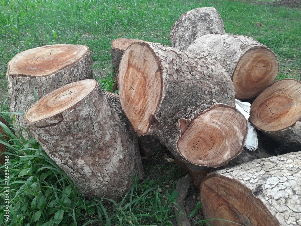 Pile or heap of cut tree trunks on the ground or soil, Indian Botanic Garden Pile or heap of cut tree trunks on the ground or soil, Indian Botanic Garden