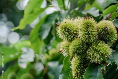 Chestnuts are nutritious and can improve health photo