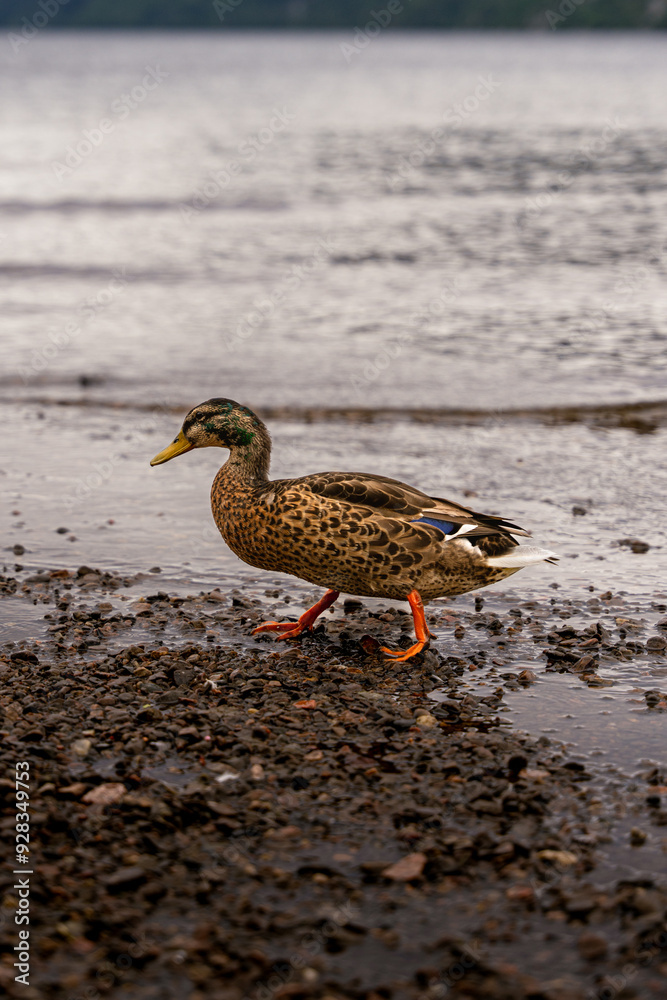 Beautiful duck in Loch Ness in Fort Augustus. Highlands of Scotland. Scotland, United Kingdom. Beautiful duck in Loch Ness in Fort Augustus. Highlands of Scotland. Scotland, United Kingdom.
