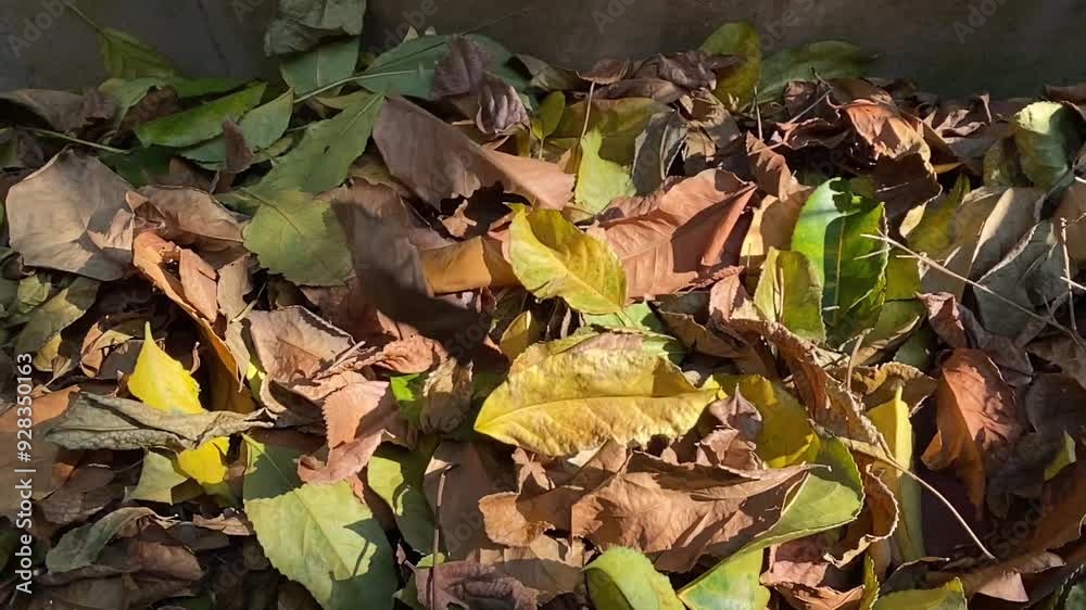 Colorful maple leaves is falling Colorful maple leaves is falling