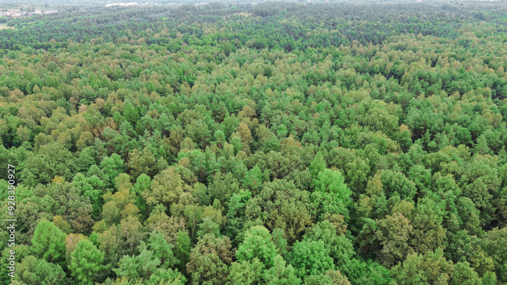 Aerial view of expansive forest land Aerial view of expansive forest land