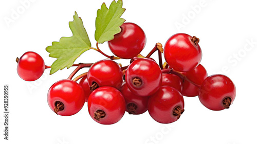 cherry with leaves isolated