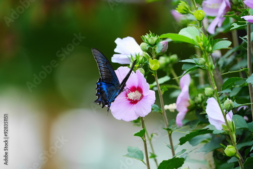 花の蜜を吸うミヤマカラスアゲハ photo