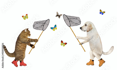 Canvas Print Cat and dog labrador catching butterflies