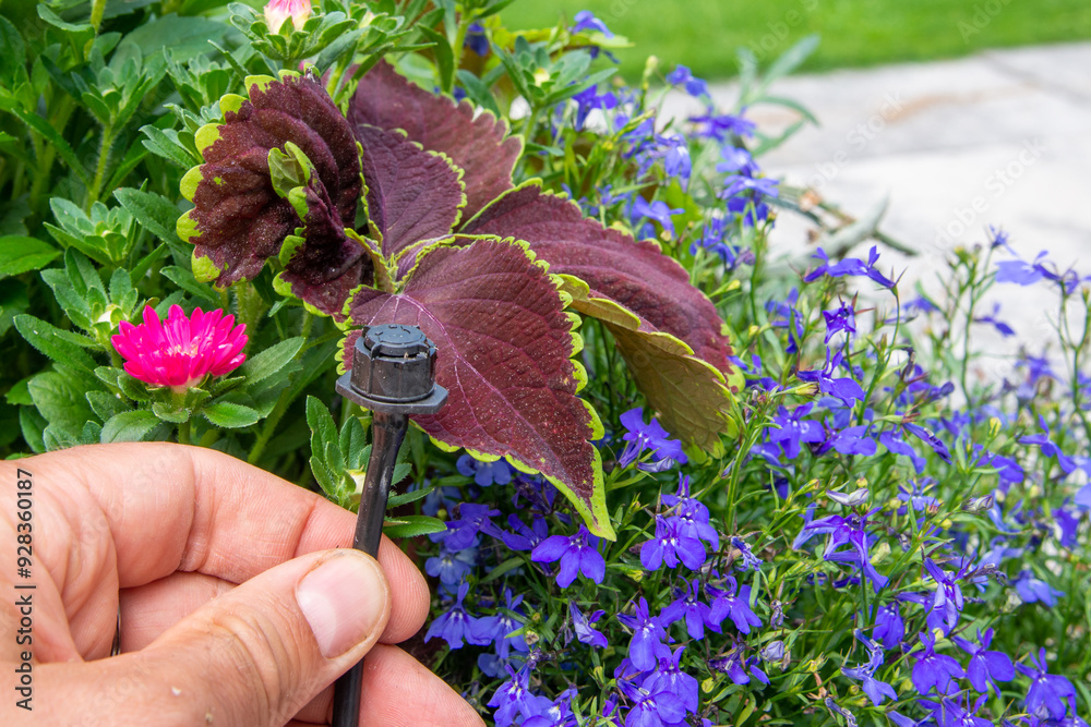 Male hand holding drip irrigation and installing it into the flower pot on garden patio