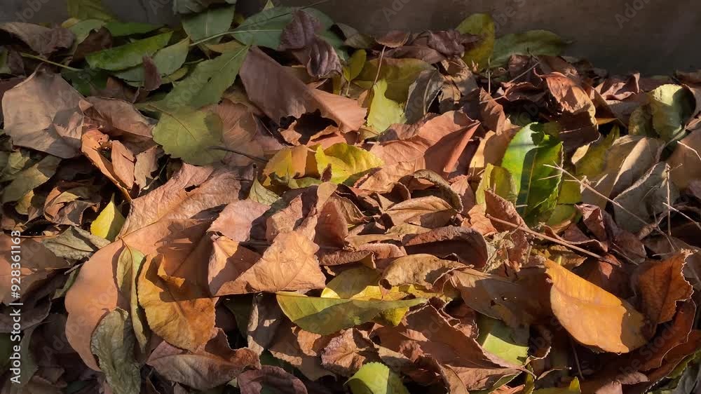 Colorful maple leaves is falling Colorful maple leaves is falling