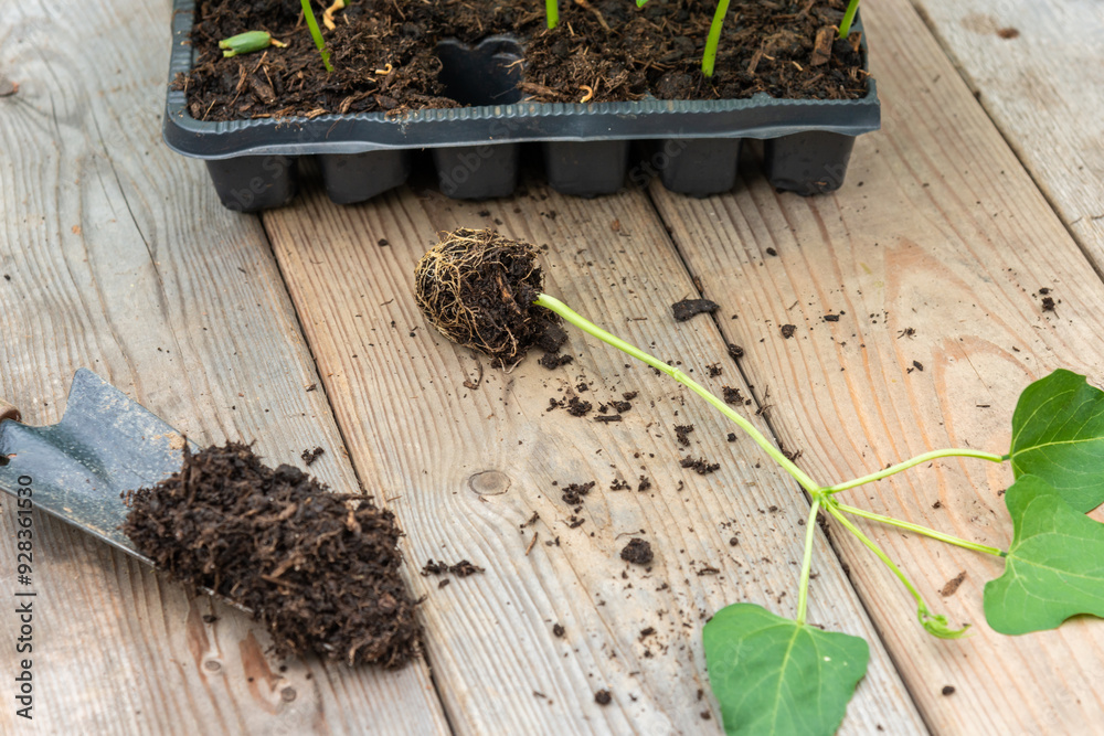 Potting up vegetable seedling into plastic container, spade filled with potting soil, seedlings in tray sitting on wooden work bench