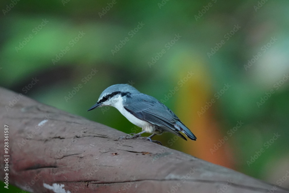 Obraz premium 枝に止まるゴジュウカラ