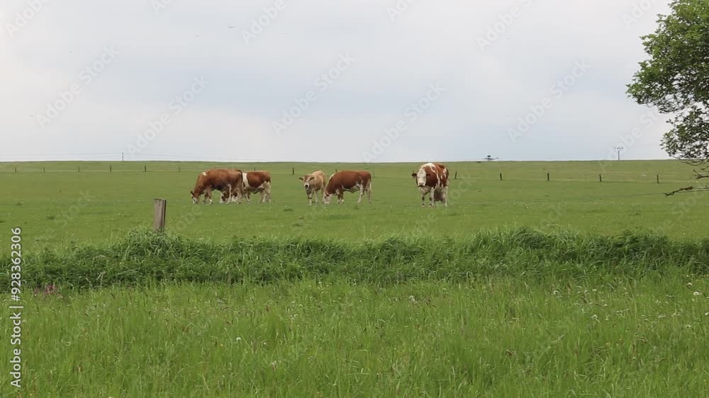Cows graze in a pasture near a farm.
Cows graze in a pasture near a farm.